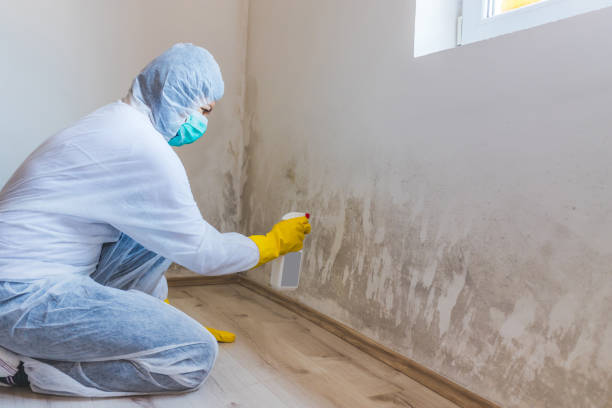 Licensed Basement Mold Remediation service in Wellsville, PA - WQB Mold Removal