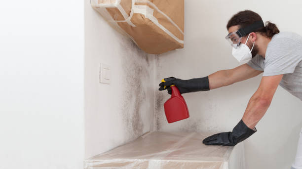 Professional Basement Mold Remediation technician working in Wellsville, PA