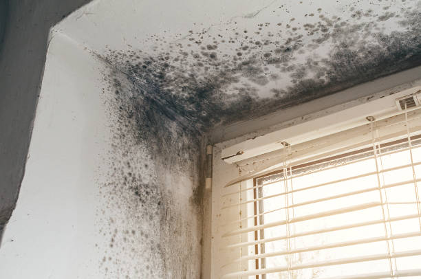 Affordable Basement Mold Remediation solutions in Wellsville, PA