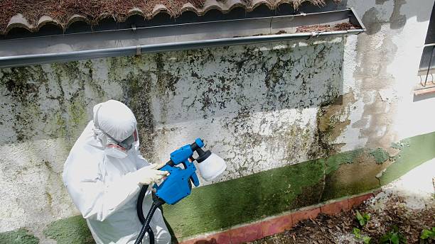Top rated local Basement Mold Remediation specialists in Wellsville, PA